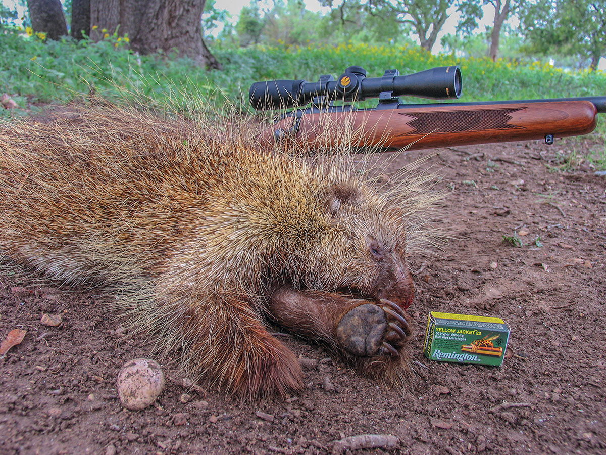 High-speed, fragmenting 22 LR loads can be devastating on groundhogs and porcupines inside 50 yards, but shot placement is important on critters this size.